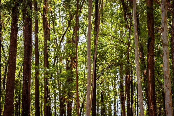Floresta planatada2