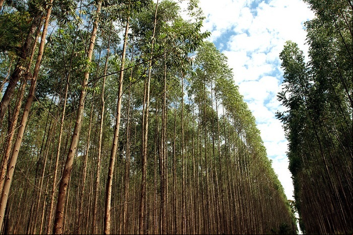 Floresta