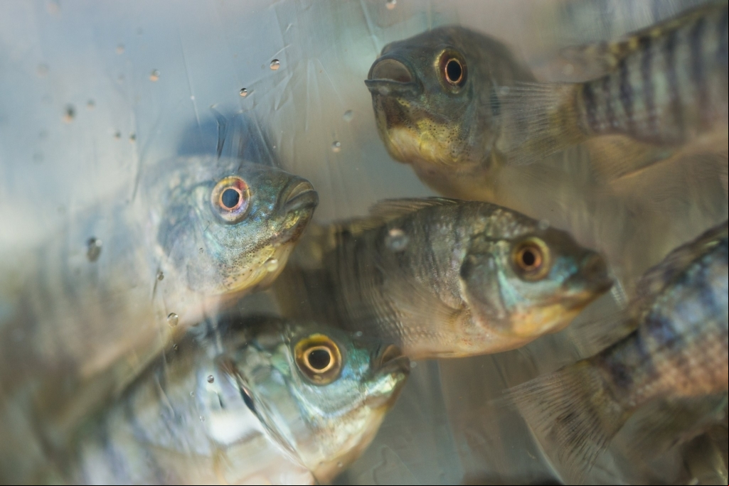 Peixe Foto Wenderson Araujo CNA 1 Peixe Foto Wenderson Araujo CNA 1
