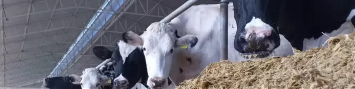 Vaquinhas